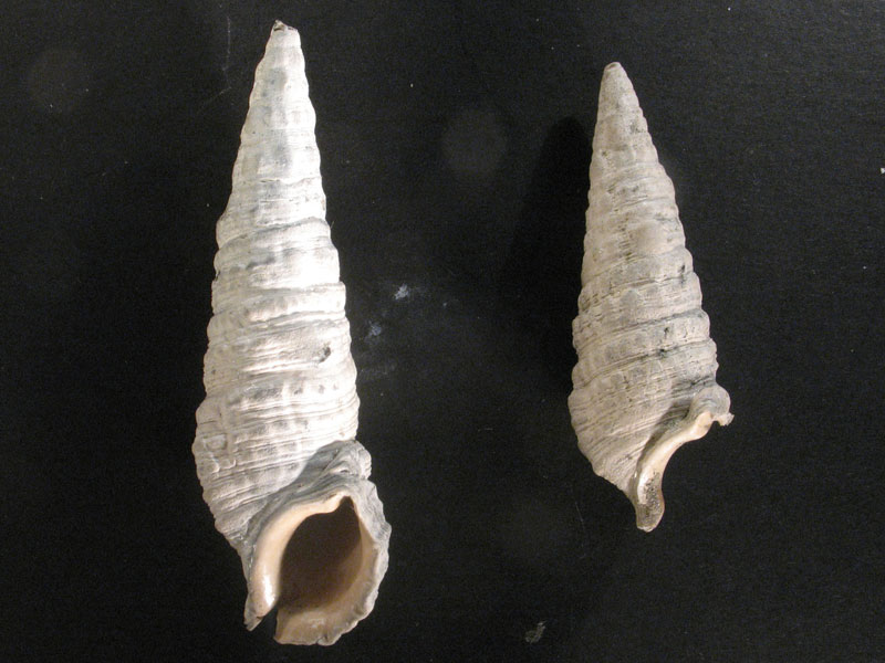 Cerithium crenatum (Brocchi, 1814) - Pliocene - Biellese